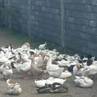 فروش اردک وغاز محلی|حیوانات مزرعه|تالش, طولارود|دیوار