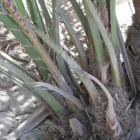 پاجوش برحی|گل و گیاه طبیعی|بندر ماهشهر, |دیوار