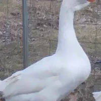 قوغاز سفید اکراینی