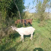 ماده بز و نر بز آلپاین|حیوانات مزرعه|لاهیجان, بازکیاگوراب|دیوار