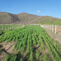 زمین کشاورزی راس جاده اسفالت