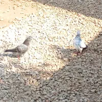 کبوترپکستانی|پرنده|بوشهر, |دیوار