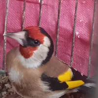 سهره  جوجه سهره