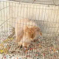 خرگوش مینی لوپ اصلی|موش و خرگوش|شوشتر, |دیوار