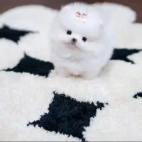 پامرانین مشتری واقعی پیام بده لطفا