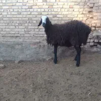 بره قوچ شالی