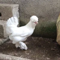 مرغ و خروس سلطان سفید