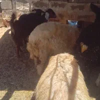 بز غاله ماده