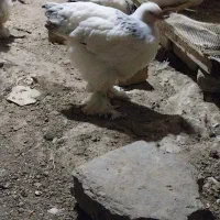 جوجه برهما لایت رومانی