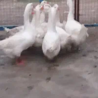 سلام دوستان عزیز قوغاز آوردم برای بروش|حیوانات مزرعه|آق قلا, |دیوار