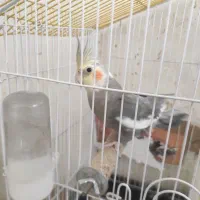 عروس نر بالغ،مرغ عشق جفت