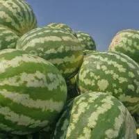 هندوانه فروشی