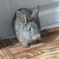 خرگوش مشگی و قوای وسفید برای فروش|موش و خرگوش|اسالم, |دیوار