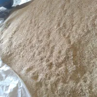 جو بهاری چاق ودرشت  برای بذر ودام