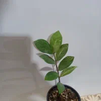 گل و کاکتوس|گل و گیاه طبیعی|شاهرود, |دیوار