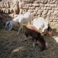 بزاوست بادوکره ماده ویک کره نر|حیوانات مزرعه|گنبکی, |دیوار