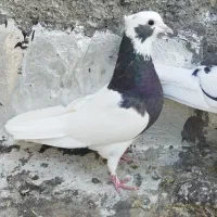 حیوون|حراج|فسا, |دیوار