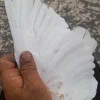 کفتر