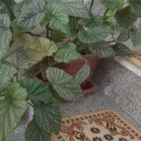 گل های تزئینی برای خانه|گل و گیاه طبیعی|سقز, |دیوار