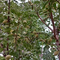 ویلا باغ گلاب دره فاصله تا شیراز ۱۵ دقیقه|فروش خانه و ویلا|شیراز, شهرک والفجر|دیوار