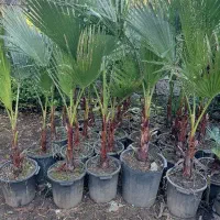 گل و گیاه|خدمات باغبانی و درختکاری|چابکسر, |دیوار