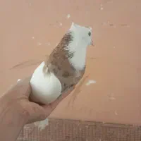 نر طوقی سرور|پرنده|زارچ, |دیوار