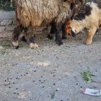 میش وبره ماده اصلی|حیوانات مزرعه|شوشتر, |دیوار