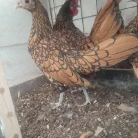 یک ست سبرایت گلد|حیوانات مزرعه|اصفهان, باغ زرشک|دیوار