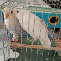 دو عدد طوطی برزیلی