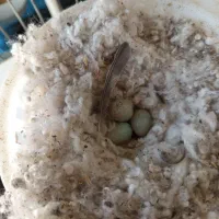 قناری مولد سبز|پرنده|محمدیه-قزوین, |دیوار