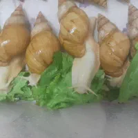 حلزون البیو مولد کلاژن ساز