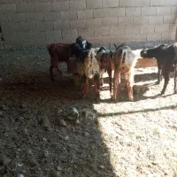 چوش‌یاهمون‌بزغاله