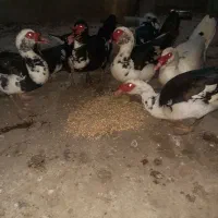 فروش تعدادی اردک خارجی نر درشت و سالم جوون