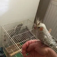 عروس هلندی ماده مرواریدی|پرنده|شیراز, شهرک صنعتی شیراز|دیوار