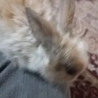 خرگوش بامزه|موش و خرگوش|بندر کنگان, |دیوار