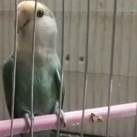 کوتوله ماده مولد ( به شرط )