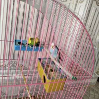 جفت مرغ عشق|پرنده|ساوه, |دیوار