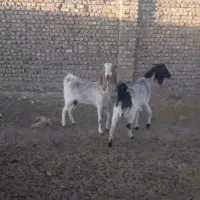 بز افغانی شیرا جوان