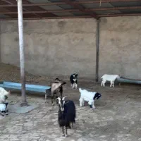 بز و بزغاله