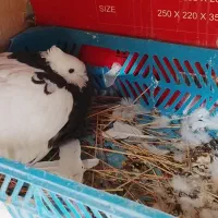 یک جفت کفتر طوقی پرشی عالی|پرنده|تهران, شادآباد|دیوار