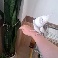 دو عدد عروس هلندی نر و ماده