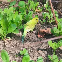 مرغ عشق دستی