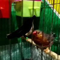 اورنج درجه یک|پرنده|بندر ماهشهر, |دیوار