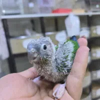 خرید و فروش گرینچیک|پرنده|نیشابور, فردوسی جنوبی|دیوار