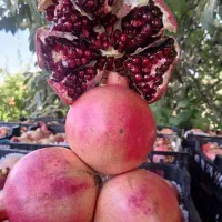انار خندان درجه یک