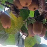 فروش کیوی حدود 60کیلو|خوردنی و آشامیدنی|قائمشهر, |دیوار