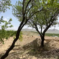 خرید جوب بادام و انواع چوب