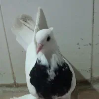 کبوتر