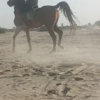 اسبنریانعربیکسر|اسب و تجهیزات اسبسواری|میناب, |دیوار