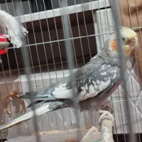 عروس هلندی نر آهویی|پرنده|شاهرود, |دیوار